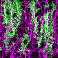 Close-up Of Astrocyte Activity In The Cerebellum