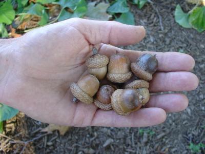 Acorns