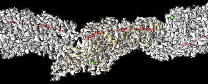 Cryo-EM model of Mfa filament from P. gingivalis