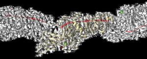 Cryo-EM model of Mfa filament from P. gingivalis