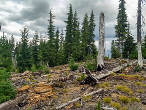 Fire refugium from 2012 Shadow Lake Fire in Oregon