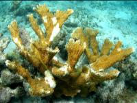 Diseased Coral