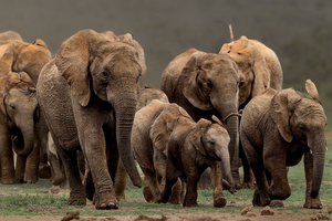 Herd