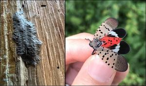 spotted lanternfly