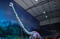 Long-Necked Dinosaur