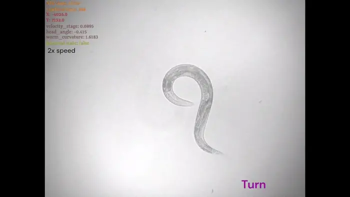 Turning worm