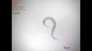 Turning worm