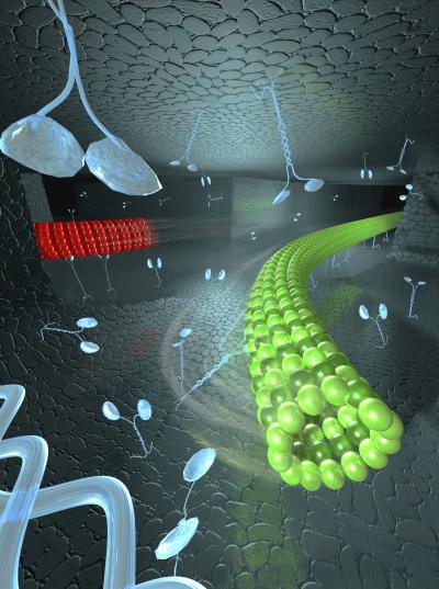 Sorting Microtubules in Nanochannels