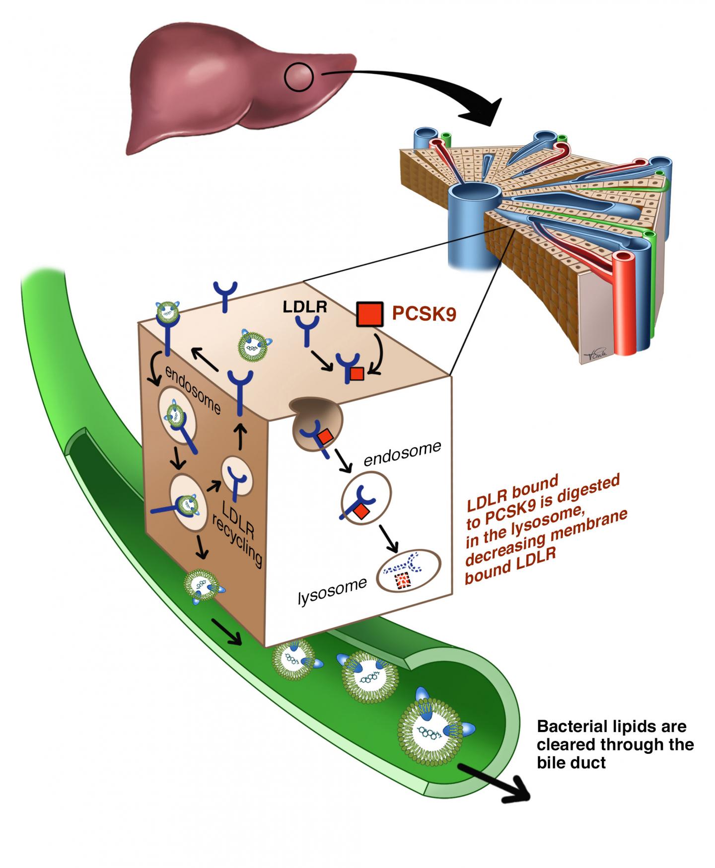 Cholesterol-Regulating Protein Linked to Sepsis Survival [IMAGE ...