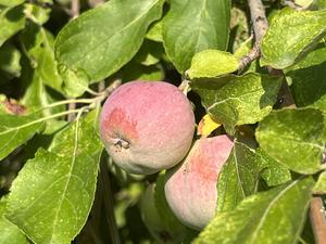 Wild apples