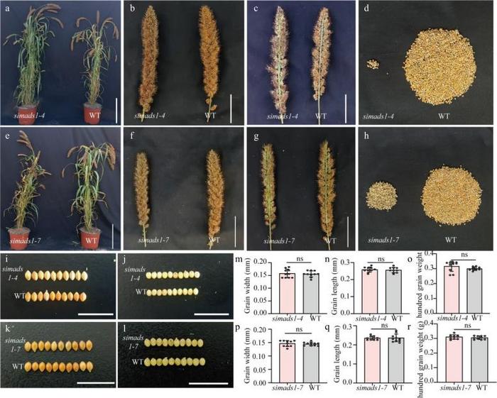 Figure 5. Phenotypic analysis of simads1 and WT.