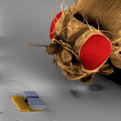 Microrobot Sized Next to Fly Head
