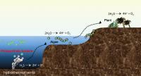 Model of the Birth and Evolution of Photosynthetic Organisms