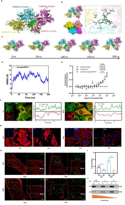 Figure 2. The disruption of actin dynamics by R11.