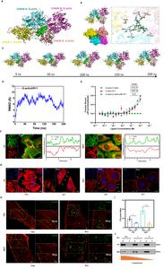 Figure 2. The disruption of actin dynamics by R11.