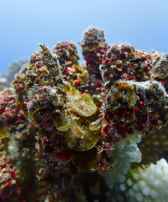 Dead coral