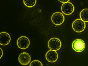 Environmental microcapsules