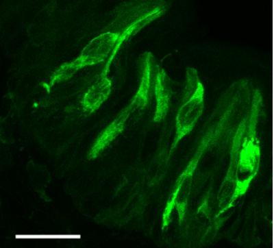 Taste Cells