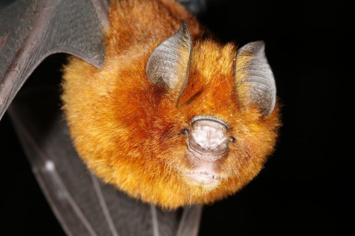 Bat