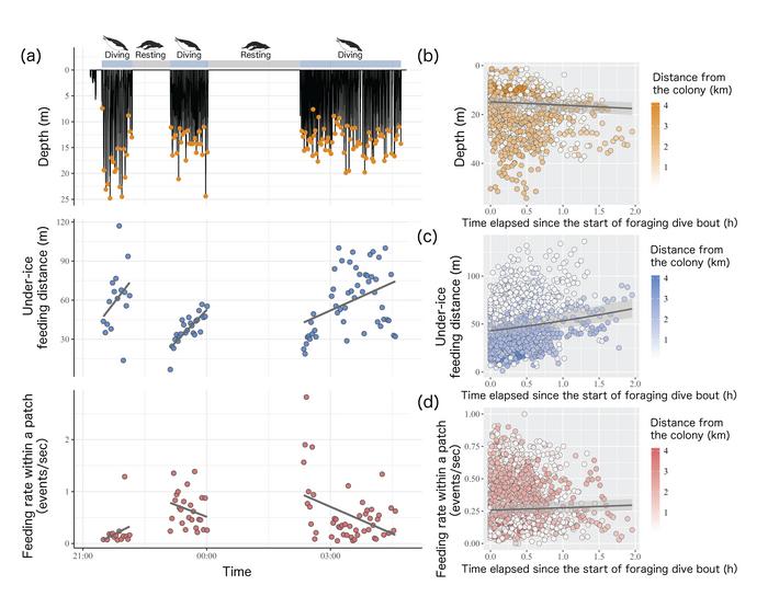 Changes in penguin foraging behavior during repeated dives