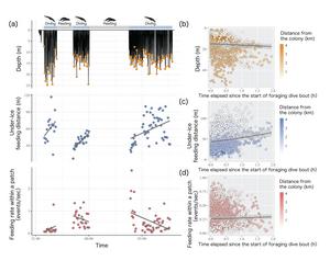 Changes in penguin foraging behavior during repeated dives