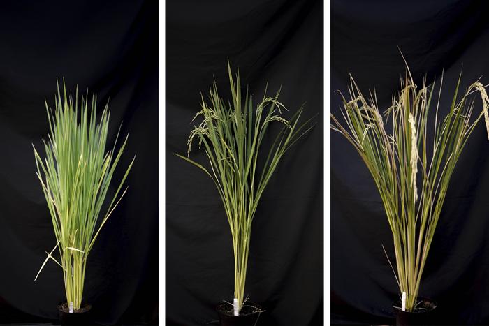 Rice plants