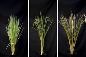 Rice plants