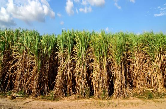 Oil Cane Fields