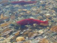 Salmon