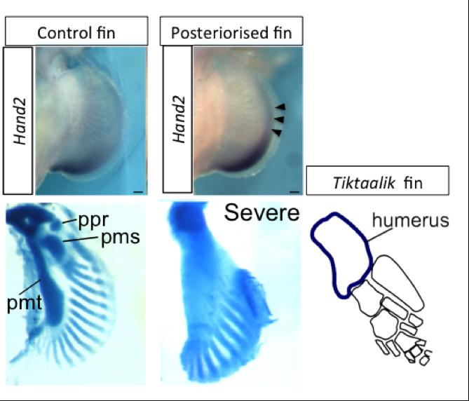 Posteriorized Catshark Fins