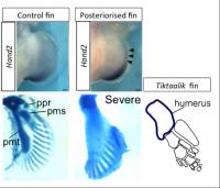 Posteriorized Catshark Fins