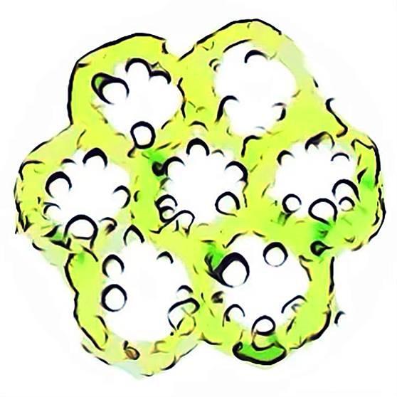 Algae illustration