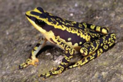 Seven Habits of Highly Effective Toads (4 of 5)