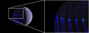 Artistic views of the ultraviolet aurorae on Ganymede