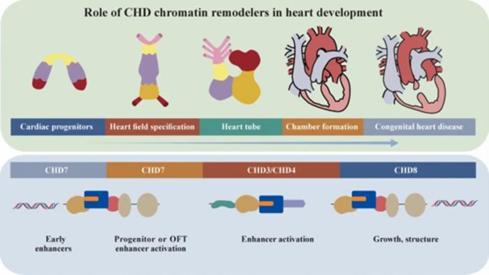 A working model of CHD chromatin remodeler functions across cardiac developmental stages.