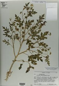 1990 Specimen of Species Now ID'd as <i>S. cordicitum</i>