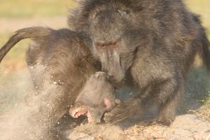 Two chacma baboons in a fight