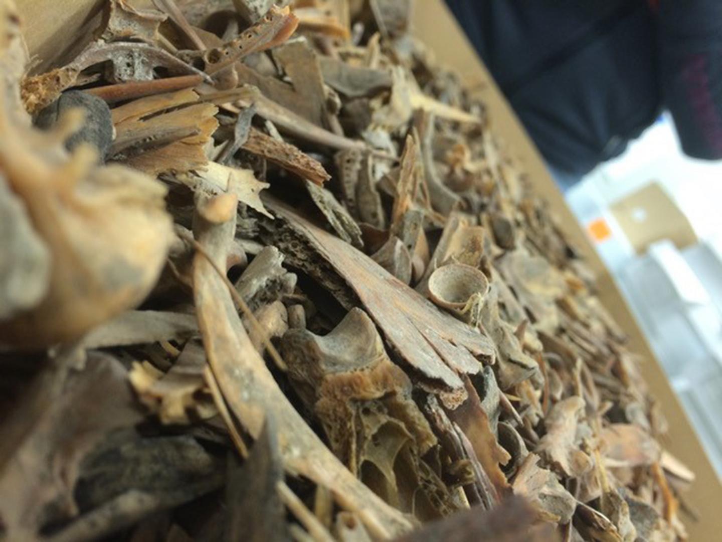 Bone Fragments