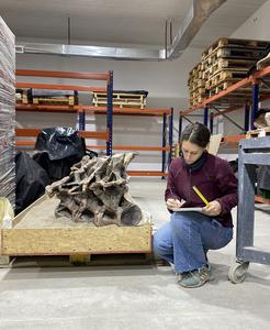 Remains of Bicharracosaurus dionidei