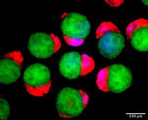 Embryo-like structures after four days of development in the lab