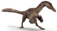 A Small Coelurosaur