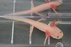 Axolotl