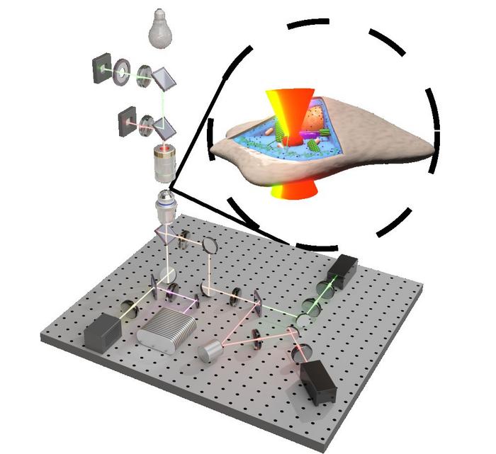 Using highly focused laser beams, the team can use light to grab and move particles inside the cells.