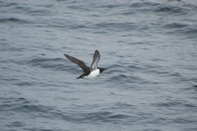 Murre