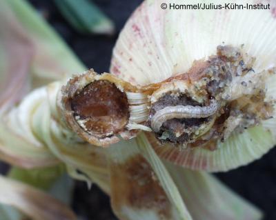 European Corn Borer