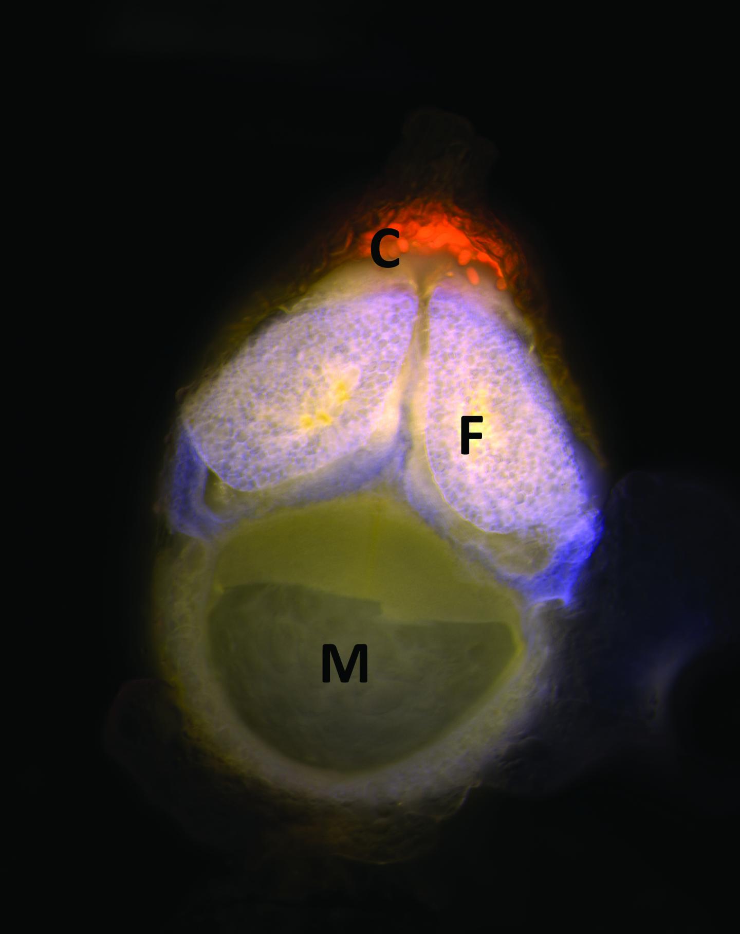 Water Fern and Cyanobacterium Symbiosis