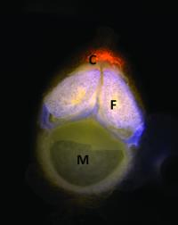 Water Fern and Cyanobacterium Symbiosis