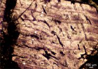 Growth Rings