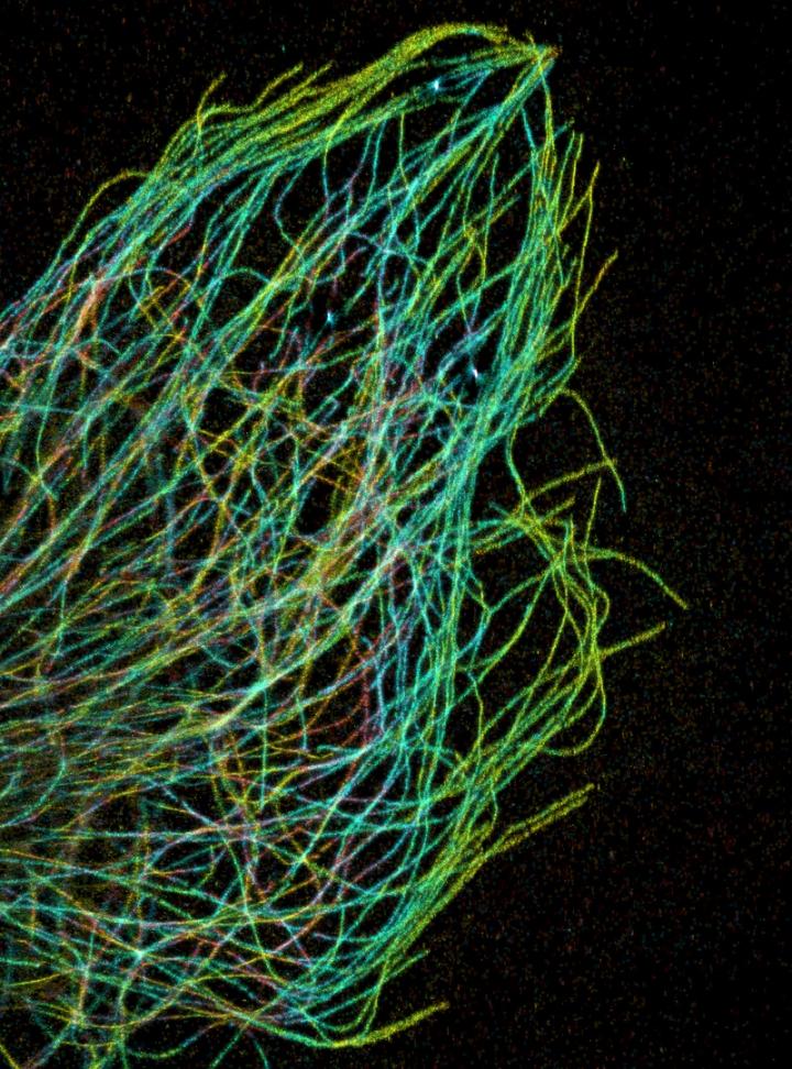 A Cellular Cytoskeleton (1 of 2)