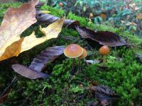 Biology - Fungi Speak